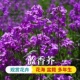 蓝香芥种子花种子四季 易 易活景观花海花卉欧亚香花芥花籽庭院四季