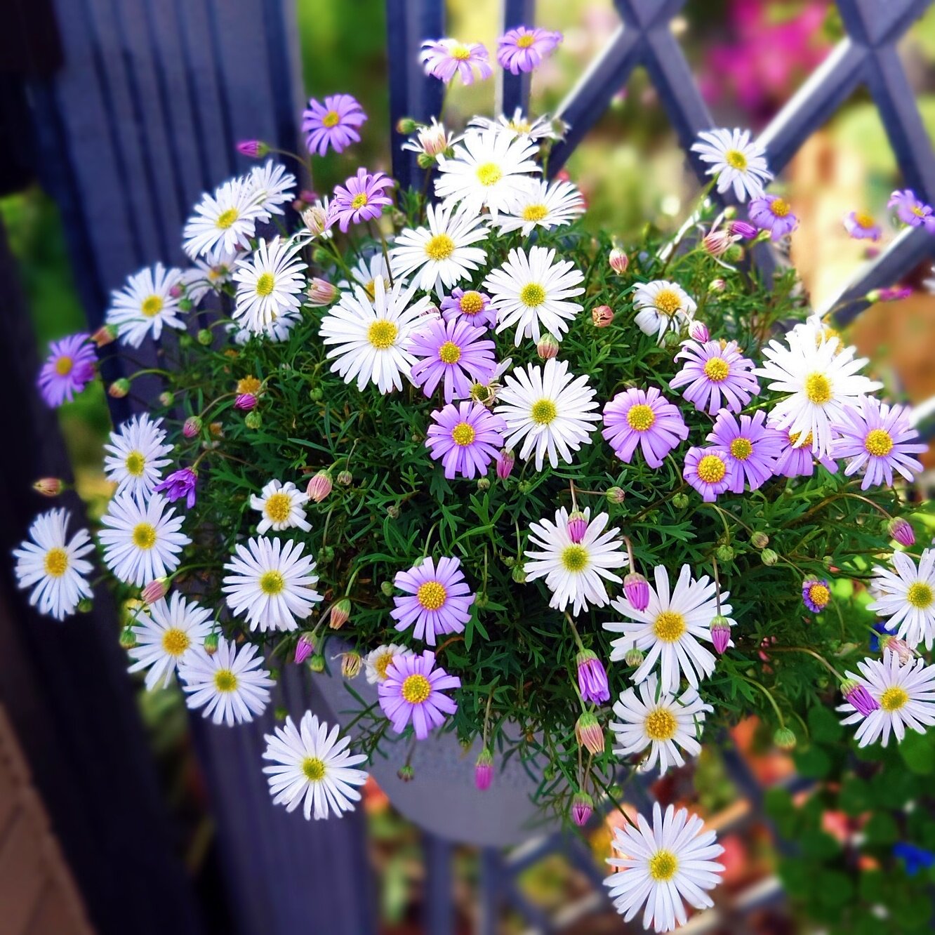 【五色菊种子】雁河菊鹅河菊花种籽四季易种耐寒耐旱阳台花坛盆栽