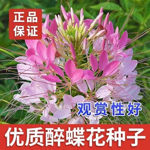 醉蝶花种籽子四季播种开花混色西洋白菜花籽庭院室外蜘蛛花花种子