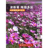 波斯菊花籽格桑花种籽子七彩四季 播种开花卉易活盆栽庭院室外种子