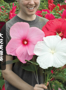 大花芙蓉葵种子50粒Rose Mallow草秋葵花籽耐寒多年生宿根春秋播