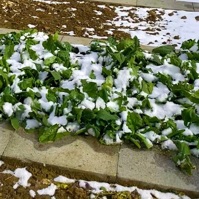 【雪里埋菠菜种子】冬天耐