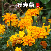 万寿菊花种子耐寒花籽四季 播种开花园艺园林景观工程绿化花种籽子
