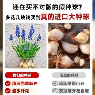 花水培风信子适合植物耐寒盆栽 耐冻水培不怕冻花卉养室内冬天