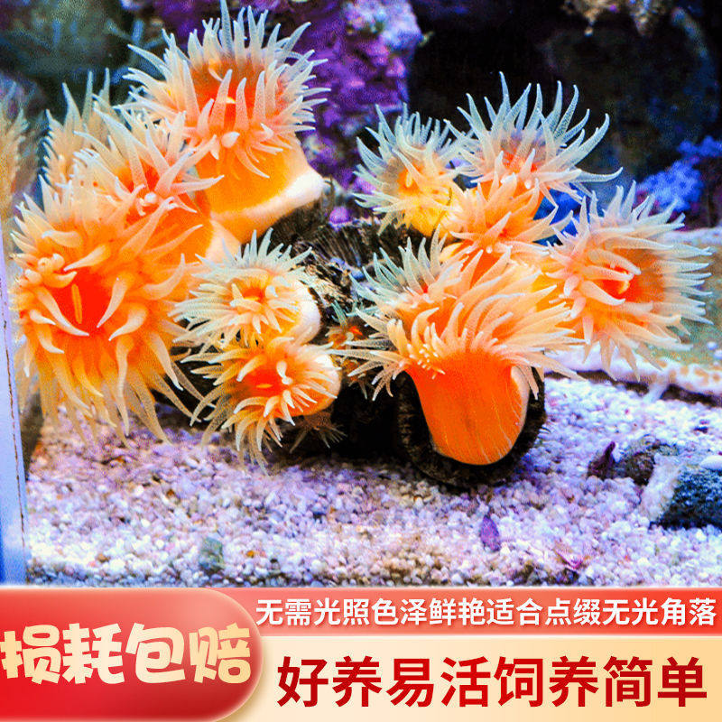 红色太阳花珊瑚 红管树珊瑚 橙色杯子珊瑚百科图片 饲养繁殖 雌雄鉴别 Sbike