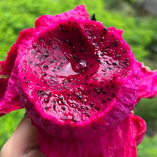 红火龙果红心超甜水果新鲜当季薄皮金都一号整箱红肉火龙果5斤装