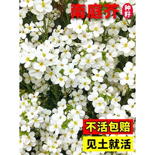 南庭芥种子耐寒花卉矮生花种子易活四季开花石头缝蓝庭芥花籽室外