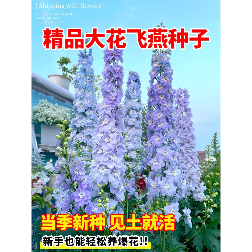 大花飞燕草种重瓣苗盆栽子图片