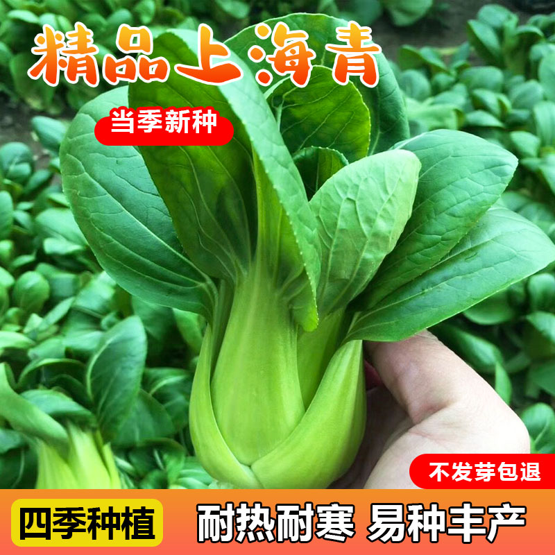 上海青菜种籽鸡毛阳台盆栽