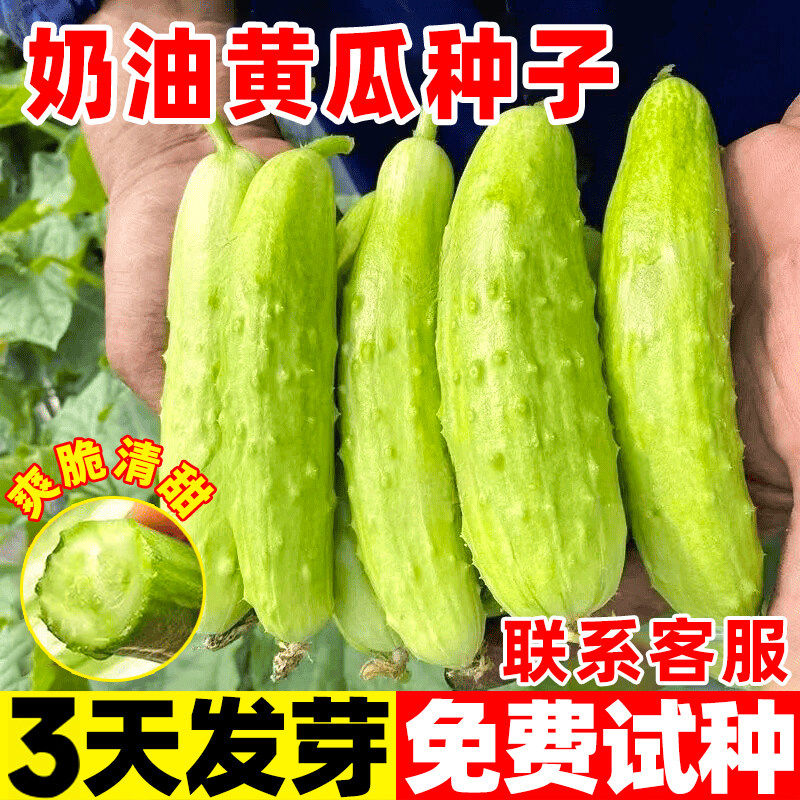 奶油水果黄瓜种子四季高产早熟白玉黄瓜多汁黄皮阳台盆栽蔬菜种子