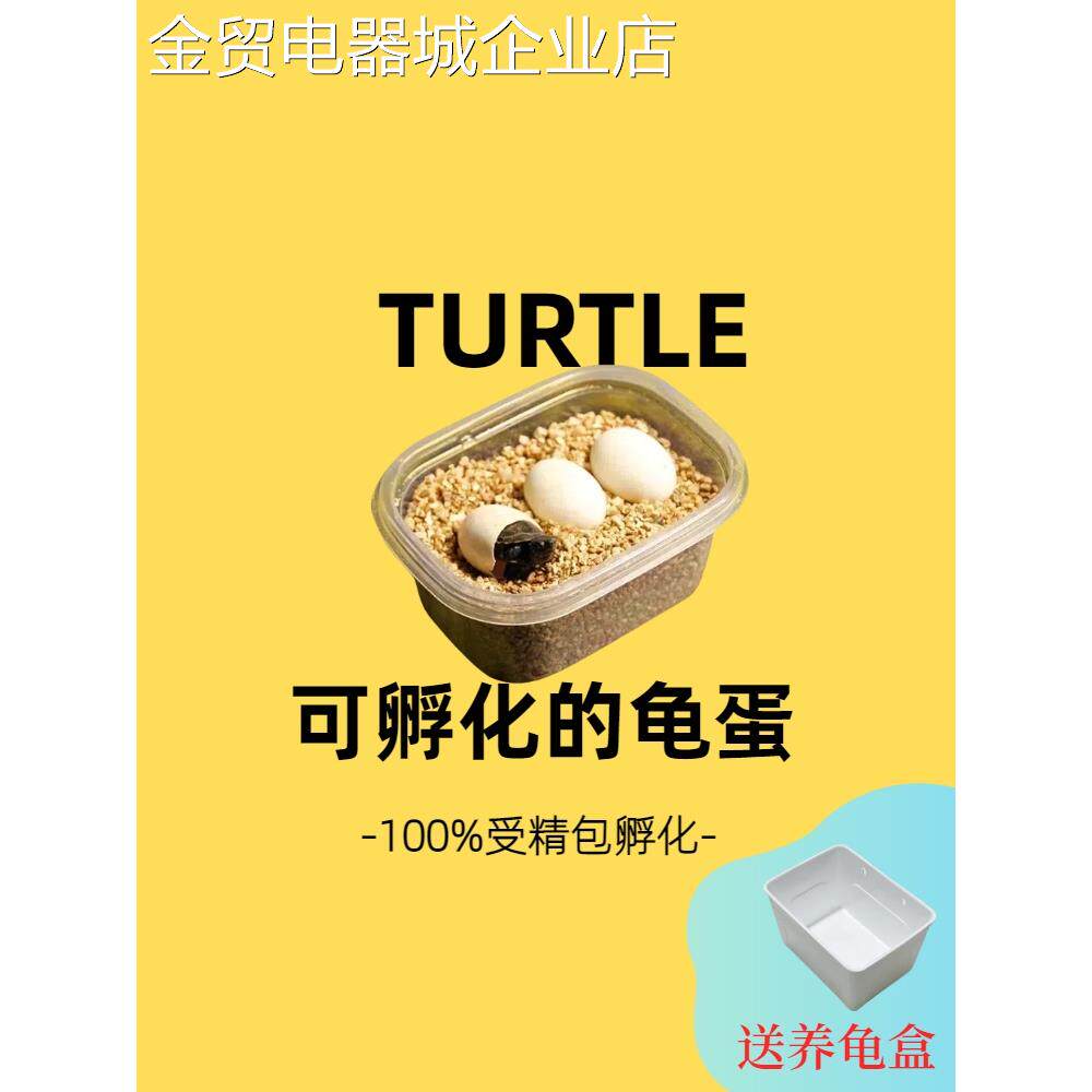 小乌龟蛋可孵化学生迷你活体宠物蛋受精蛋可孵化便宜龟蛋花龟种蛋