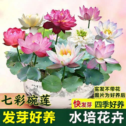 七彩碗莲已开口水培植物