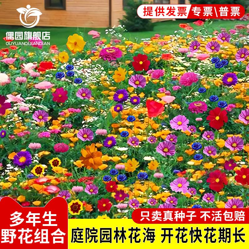 【千粒花仔】野花组合种四季开款