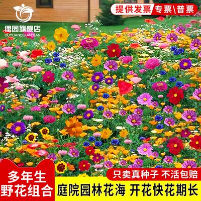 【千粒花仔】野花组合种四季开款