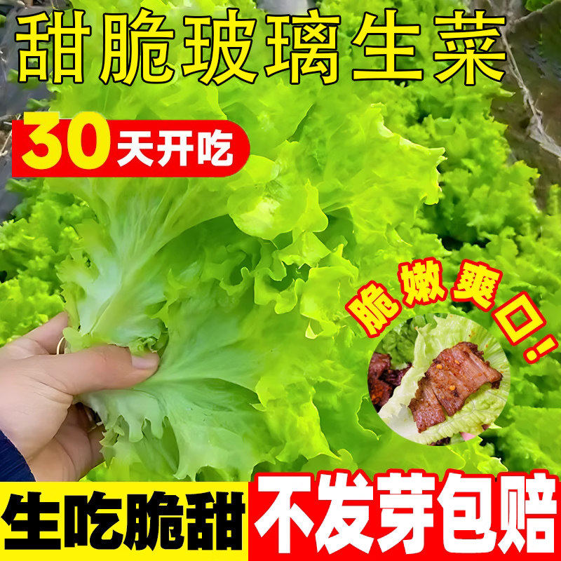 甜脆玻璃生菜种子脆嫩生吃生菜种籽阳台四季盆栽大叶速生蔬菜种孑,鲜花速递/花卉仿真/绿植园艺,家庭园艺种子,淘宝优惠券,粉丝福利购,淘宝优惠卷