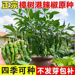 正宗樟树港辣椒种子羊角土辣椒孑特产牛角椒湖南四季春秋微中辣椒