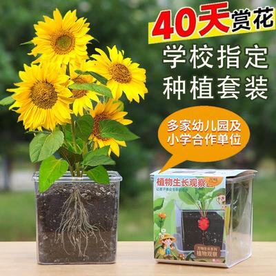 观察向日葵种子孑儿童种植小盆栽