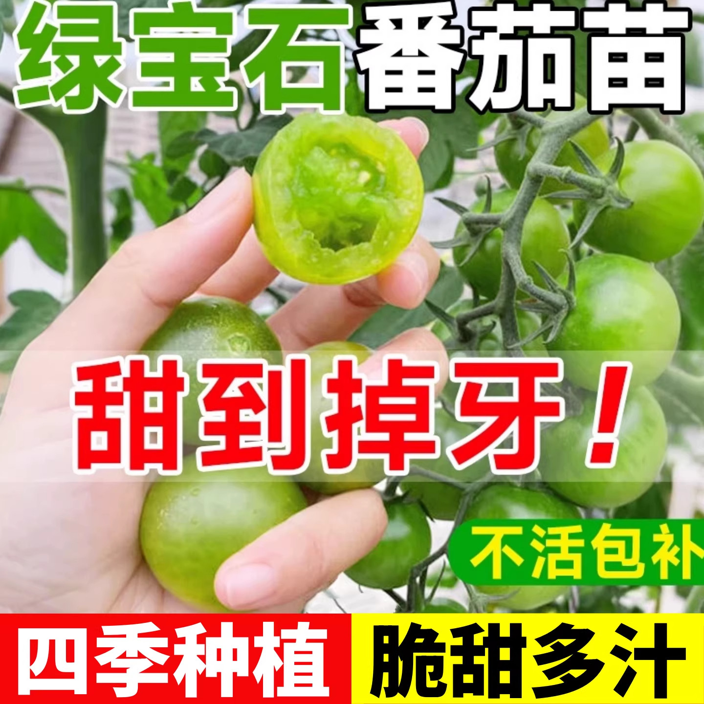 绿番茄苗秧阳台盆栽水果圣女果四季矮生西红柿草莓苗千禧种子孑籽,鲜花速递/花卉仿真/绿植园艺,种苗/半成品盆栽,淘宝优惠券,粉丝福利购,淘宝优惠卷