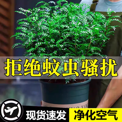 正宗清香胡椒木盆栽花卉