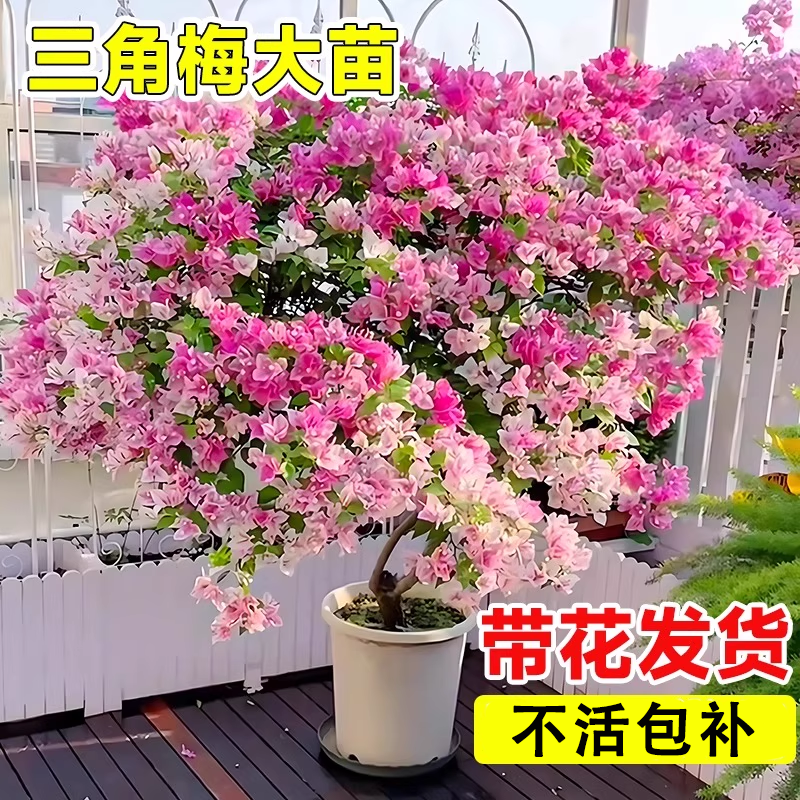 【三角梅盆栽】开花阳台