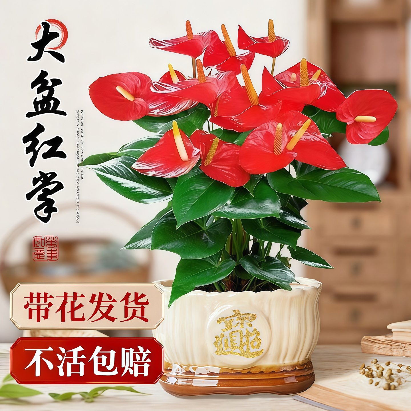 红掌盆栽带花特级客厅鸿运当头旺宅好养花卉植物四季好养大型绿植,鲜花速递/花卉仿真/绿植园艺,红掌/凤梨/温室花卉,淘宝优惠券,粉丝福利购,淘宝优惠卷