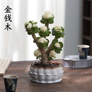 好养客厅办公室桌面摆件绿植 金钱木老桩多肉植物室内花卉盆栽四季