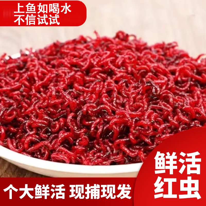 【上鱼如喝水】鲜活红虫鱼饵鱼饲