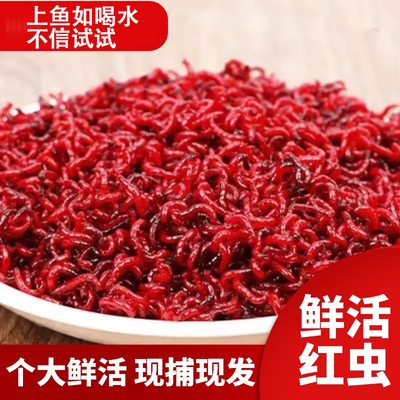 【上鱼如喝水】鲜活红虫鱼饵鱼饲