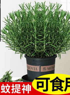 【迷迭香苗盆栽】驱蚊植物