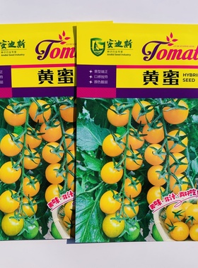 安迪斯黄蜜小番茄种子无限生长型早熟口感好黄色樱桃水果番茄种籽