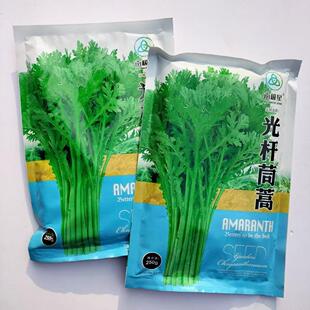 光杆茼蒿种子皇帝菜种籽光杆蒿子秆四季播阳台小叶茼蒿籽蔬菜种子