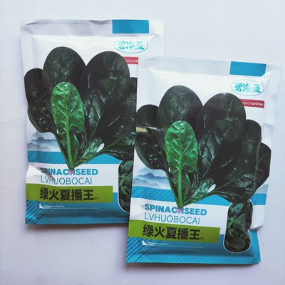绿火夏播王菠菜种籽耐热耐寒厚肉菠菜籽种高产青菜大叶波菜种子孑