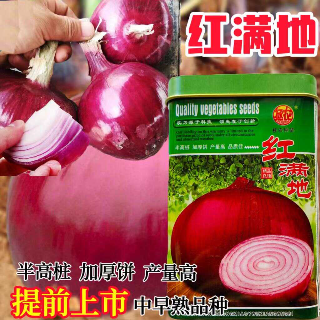 洋葱葱头种子中早熟半高桩拯农红