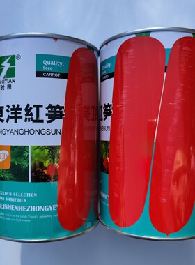 时田东洋红笋胡萝卜种子高产优质好吃桔红色胡萝卜种籽农家秋夏种