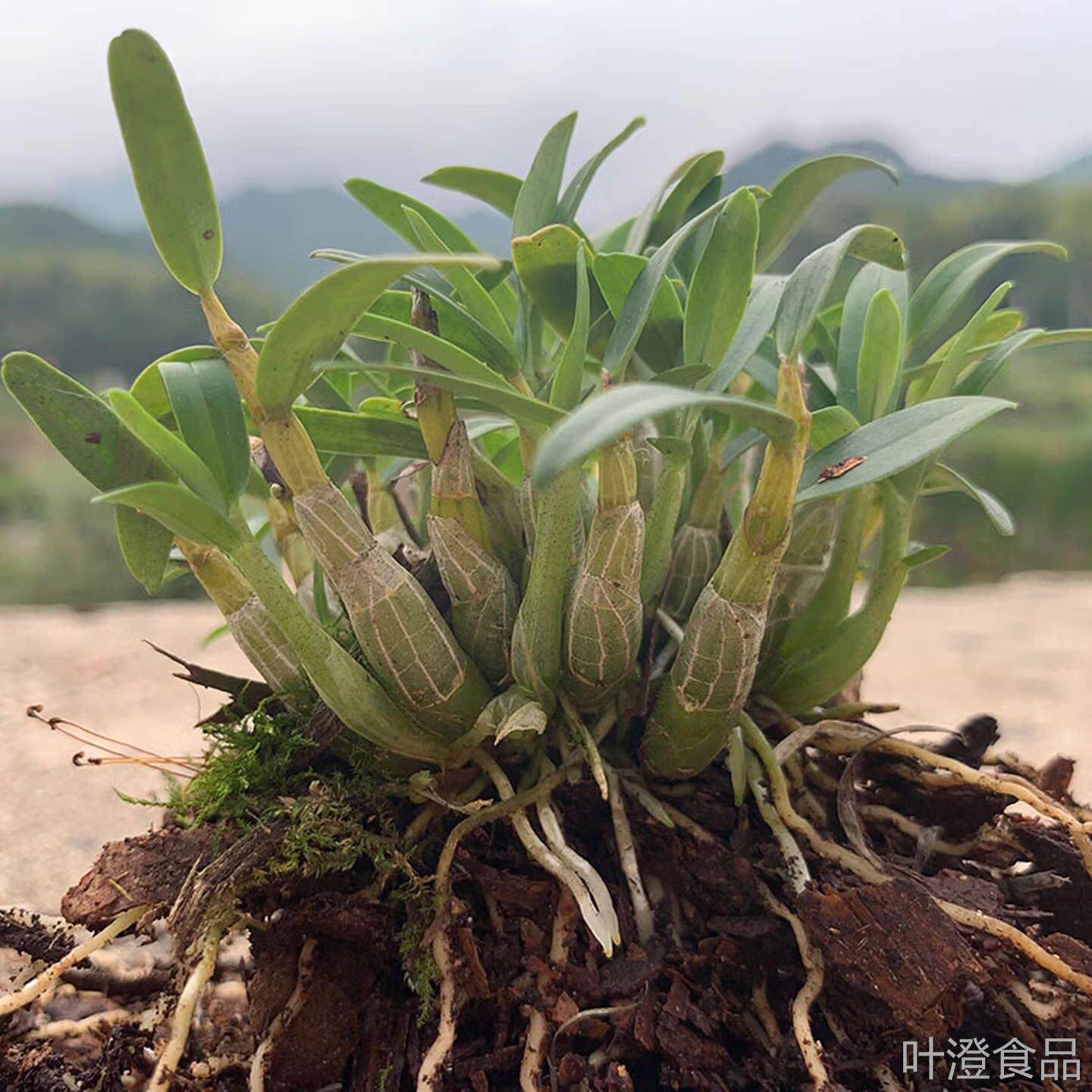石斛苗米斛盆景矮壮品超铁皮石斛盆栽鲜条枫斗 种霍山米斛苗.wal