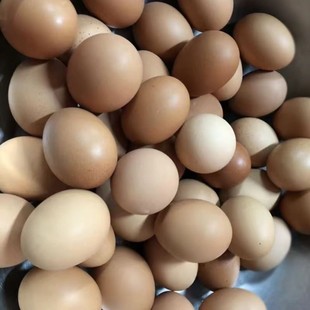 旺鸡蛋半鸡半蛋活珠子喜蛋 毛蛋鸡胚蛋新鲜18天毛鸡蛋15天生