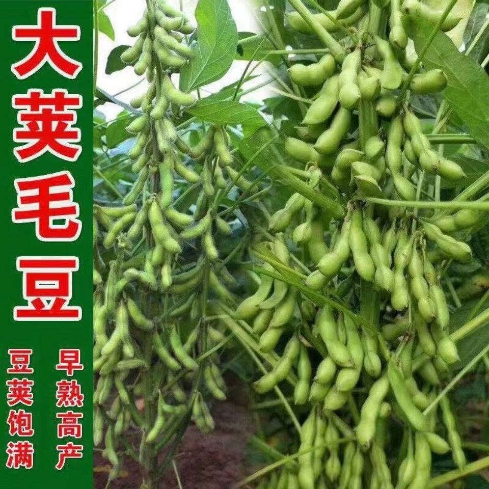 毛豆种子大荚菜青黄豆豆农家高产春鲜食早熟夏季四季播种蔬菜种子