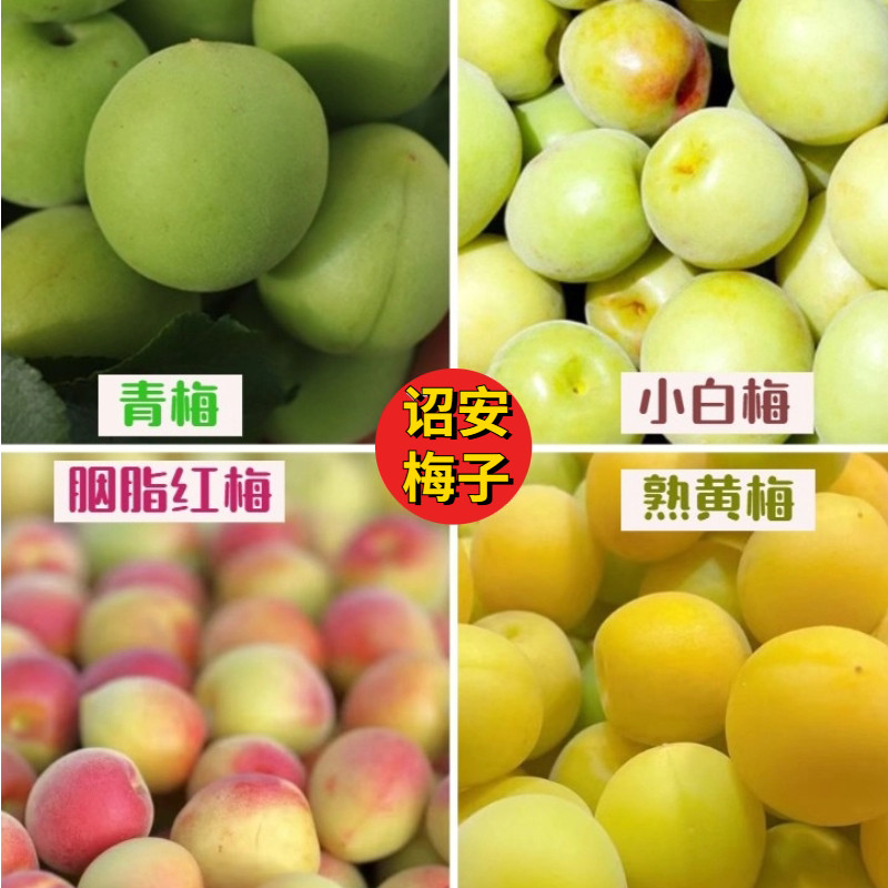 新鲜青梅果现摘诏安胭脂梅泡酒高山青竹梅酵素熟黄梅生酸梅子露