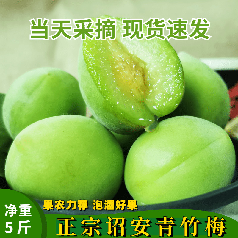青梅现摘生酸梅子福建诏安青竹梅深山新鲜青梅散装酵素泡酒水果5