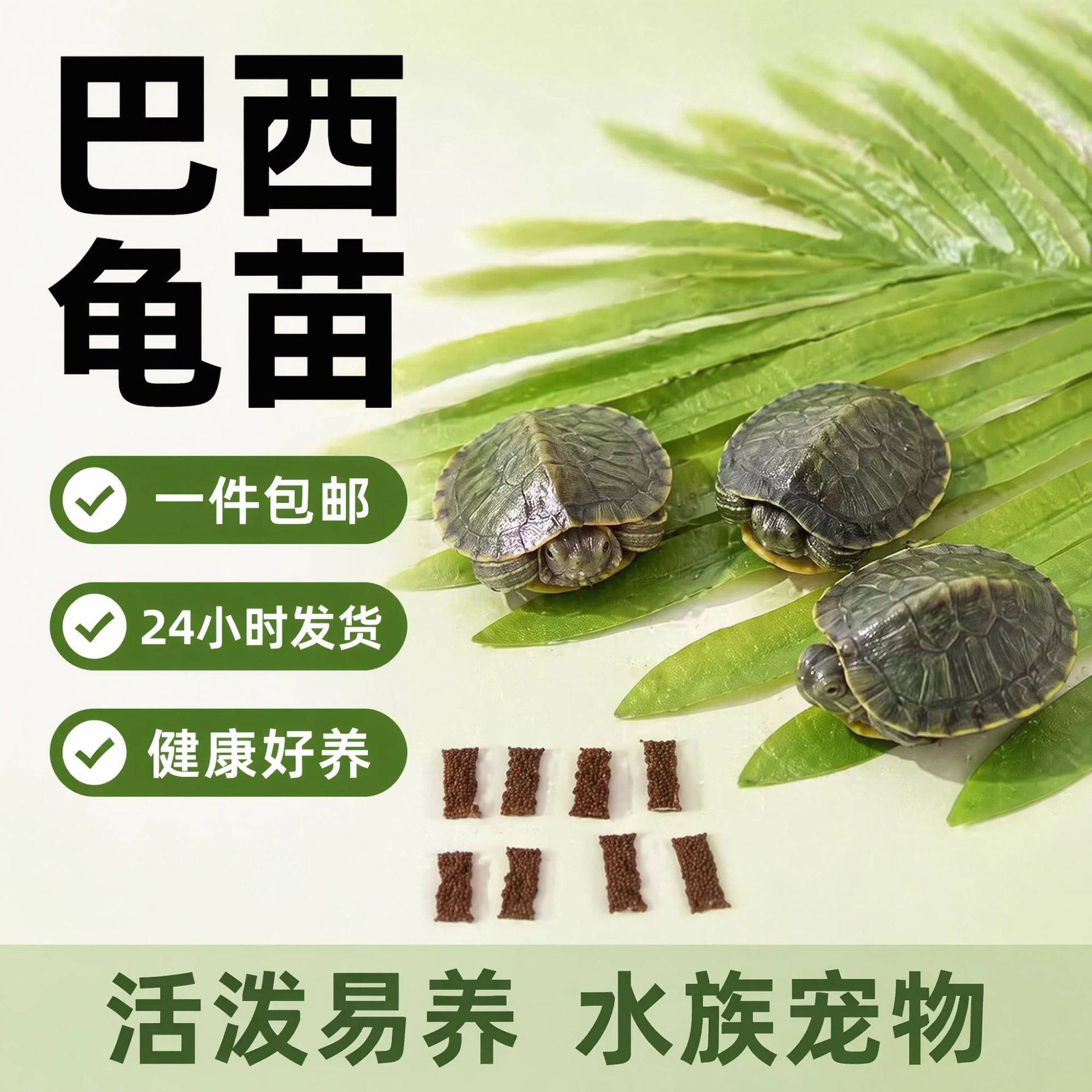 乌龟活物巴西龟小乌龟活体观赏宠物龟大乌龟水龟红耳龟活物情侣龟