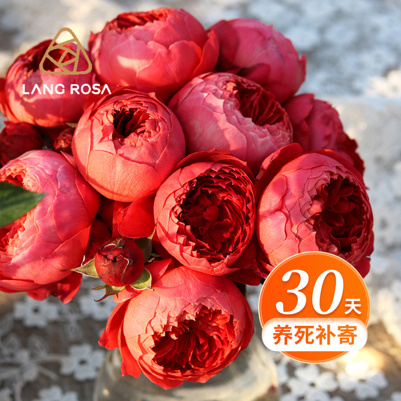 天狼月季多季开花庭院露台观赏植物盆栽黑巴克朱砂碗