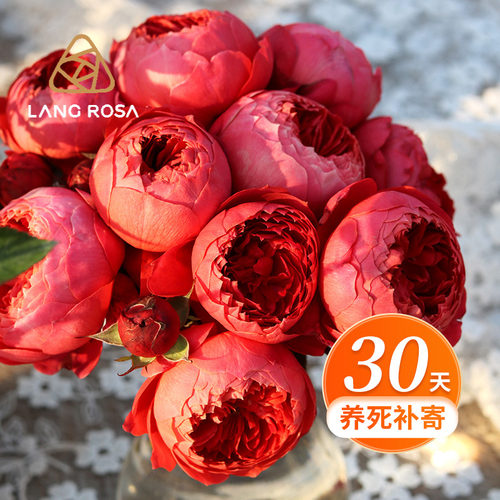 天狼月季木本花卉春秋