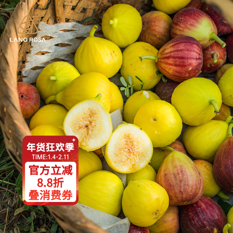 天狼无花果阳台庭院家庭四季种植可食用易养果树绿植盆栽地栽