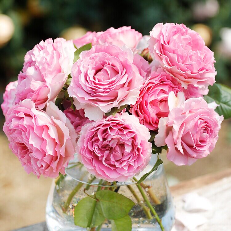 天狼月季长藤合集庭院花园露台花柱花架花墙藤本爬藤罗衣涵仙蒂娜