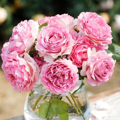 天狼月季国产自育浓香耐热灌木