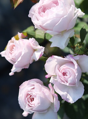 天狼月季夜光杯国产自育花园灌木盆栽地栽淡香紫色大花好养花卉