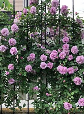 天狼月季蓝色阴雨花园小型藤本盆栽地栽新手推荐蓝紫色多季节开花