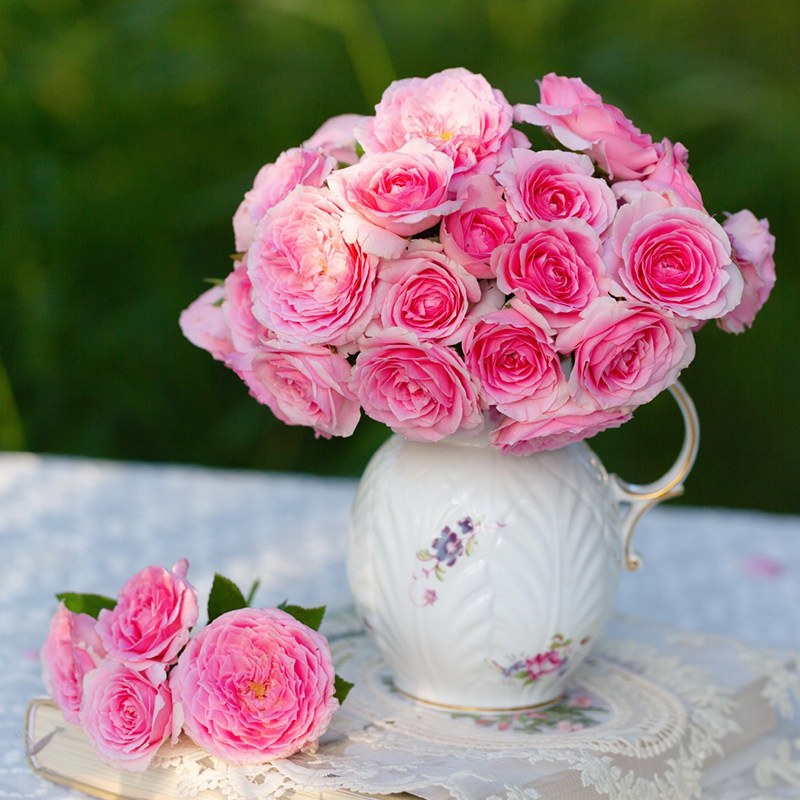 天狼月季0.8L/12cm盆小苗家庭园艺新手推荐蔷薇玫瑰花卉绿植