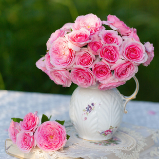 蔷薇玫瑰花卉绿植 12cm盆小苗家庭园艺新手推荐 天狼月季 0.8L