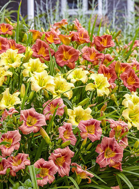 天狼萱草母亲花庭院花园易养护耐寒耐热多年生宿根植物花卉盆栽